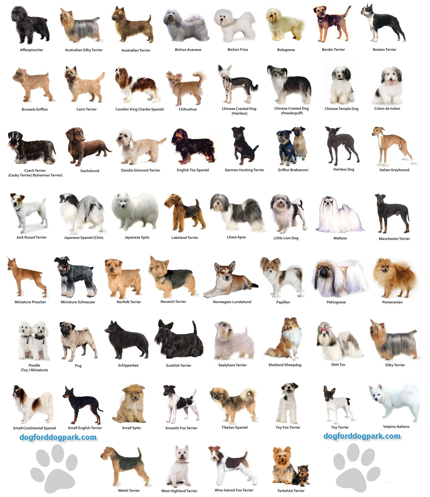 Dog Chart DOGS Breeds (Some Facts About Dogs)